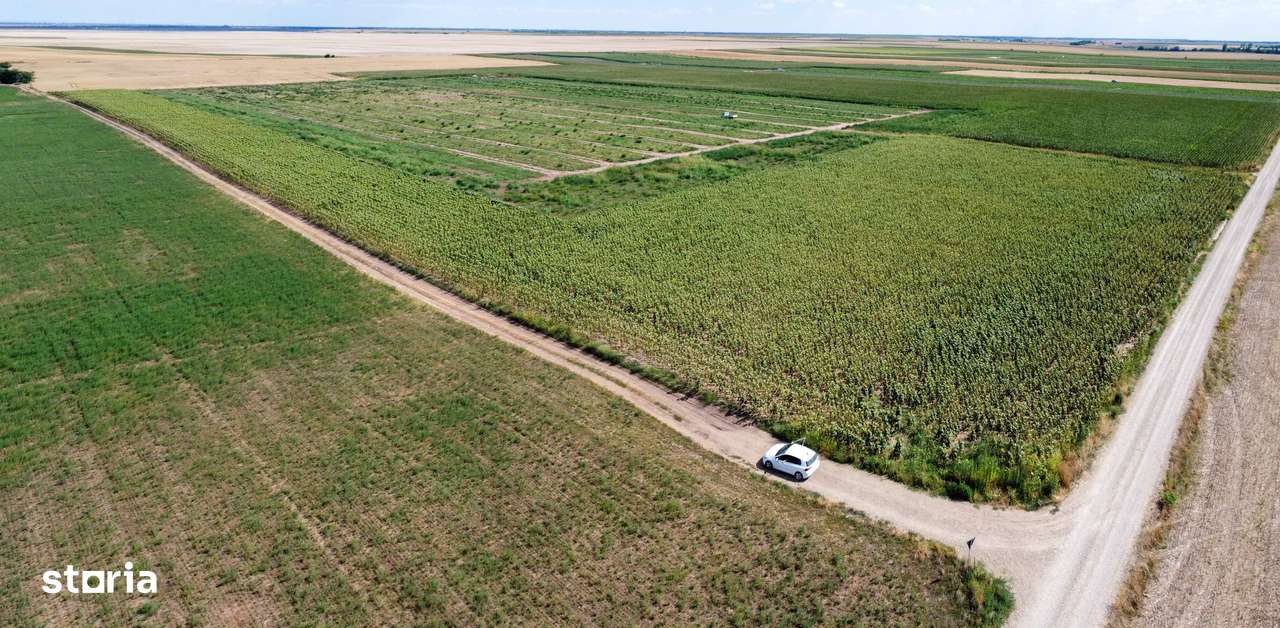 Teren agricol extravilan 2.6 ha - 26.000 mp - Valcelele, Buzau-6