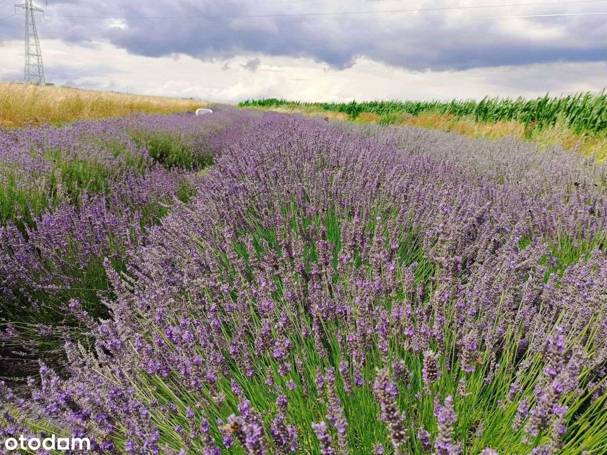magiczne siedlisko w Foluszu koło Pleszewa-19