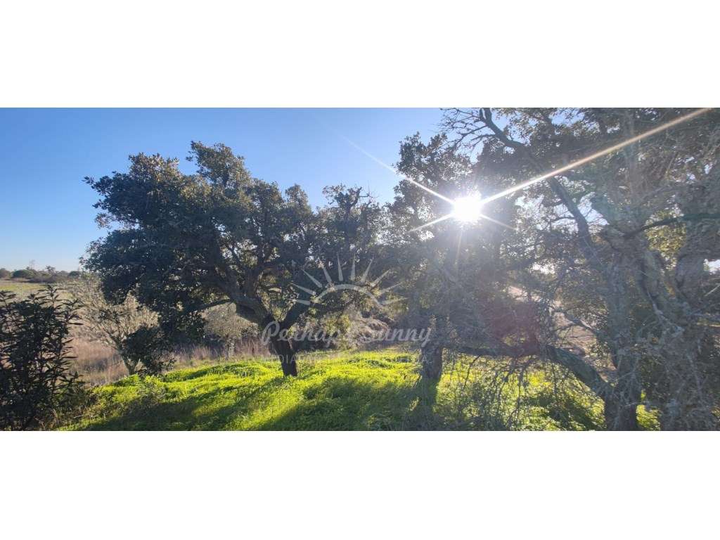 TERRENO RÚSTICO PARA VENDA - UMA OPORTUNIDADE NA SERRA DE GRÂNDOLA-7