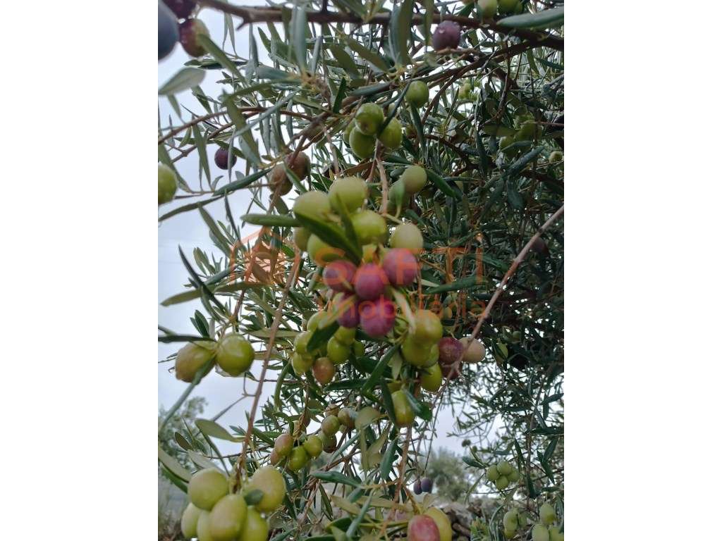 Propriedade de 33748 M2 com Potencial Agroturístico perto do Parque... - Grande imagem: 5/20