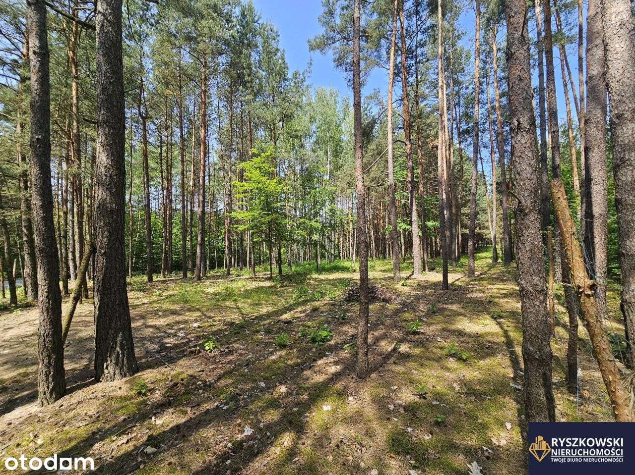 Działki budowlane 5 sztuk 10 ar każda Trzepieciny - Pełny obrazek: 5/11