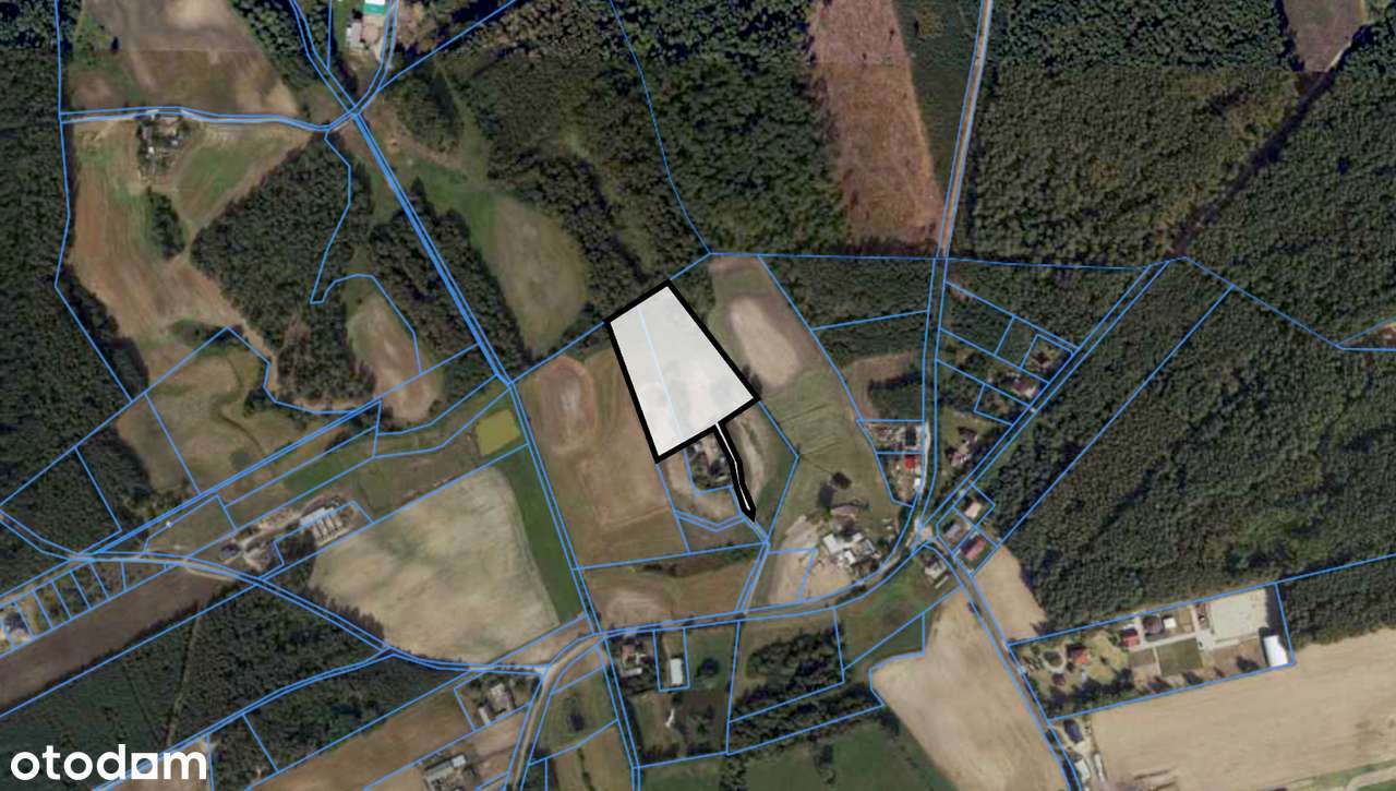 Wyjątkowy grunt przy lesie | starodrzew, staw | Dębówiec, gm. Gniezno-6