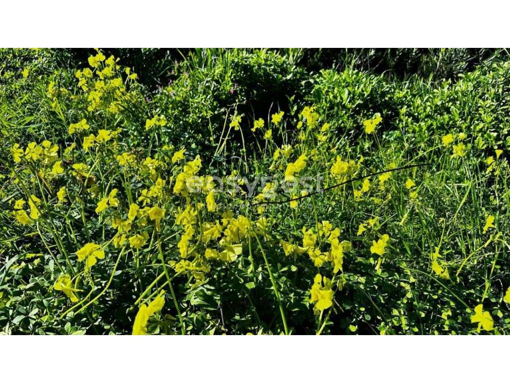 Terreno Urbano para construção de Moradia São Brás de Alportel - Grande imagem: 4/11