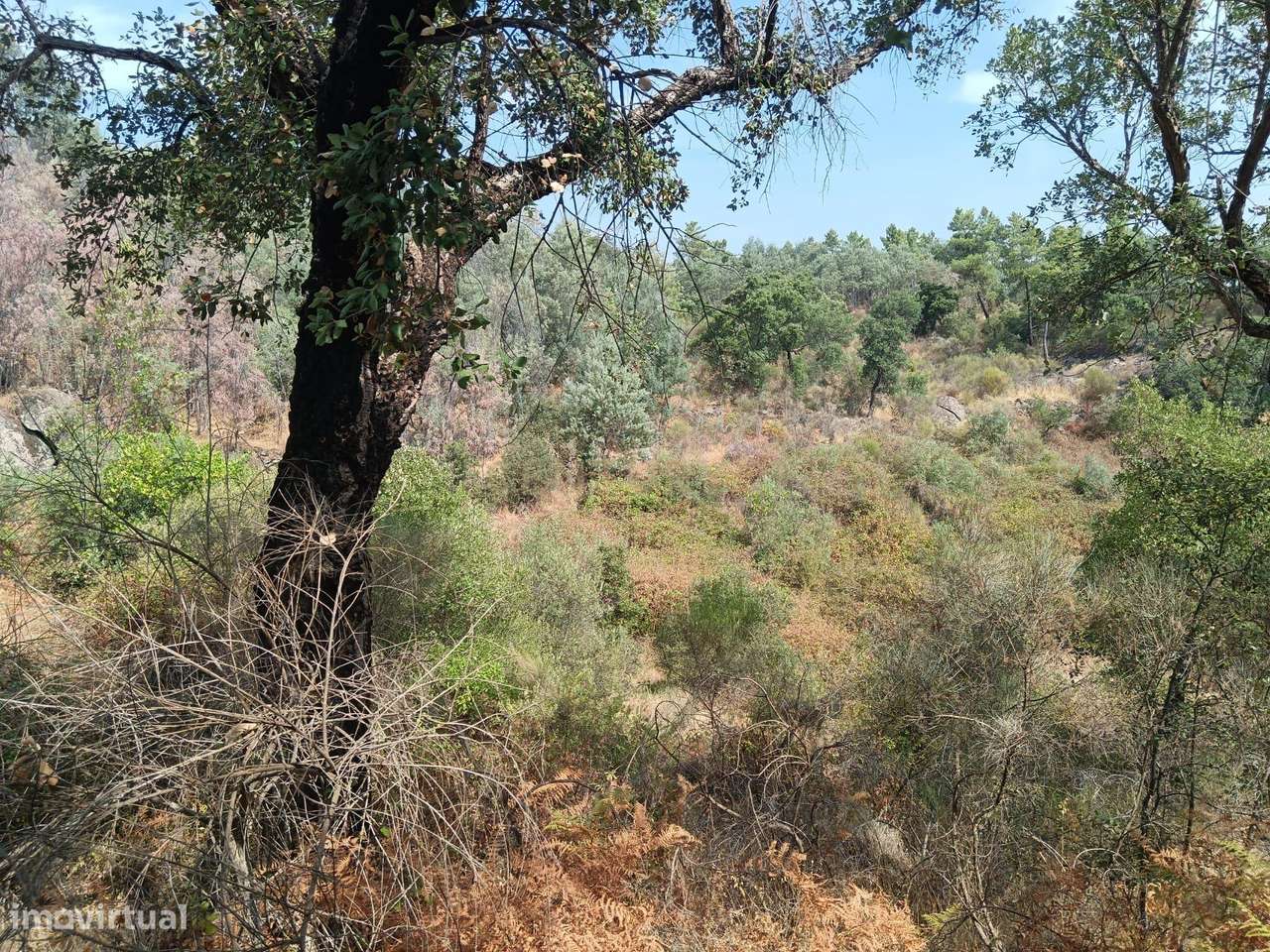 Terreno rustico em Palvarinho ( S. Lourenço  ) - Grande imagem: 5/8