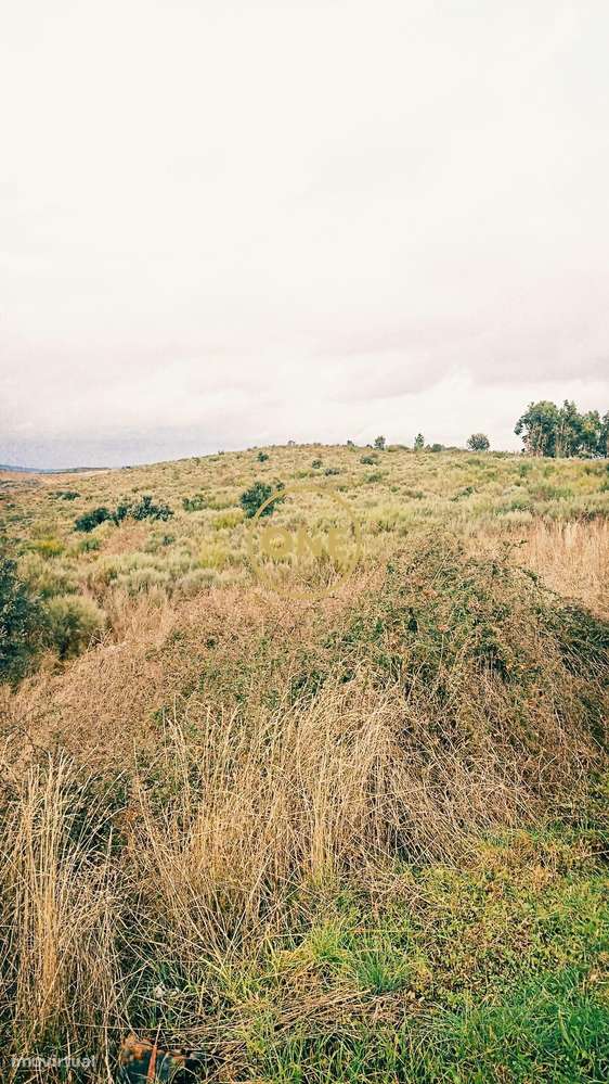 Terreno Rústico - Grande imagem: 4/7