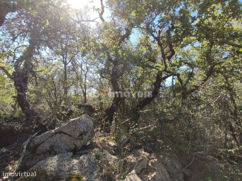 Terreno Rústico com 4200 m² - Casas Velhas, Tomar - Grande imagem: 4/20