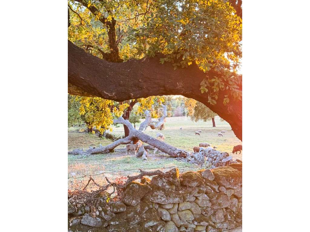 Quinta de 10 ha com projeto aprovado para 2 moradias em Marvão-44