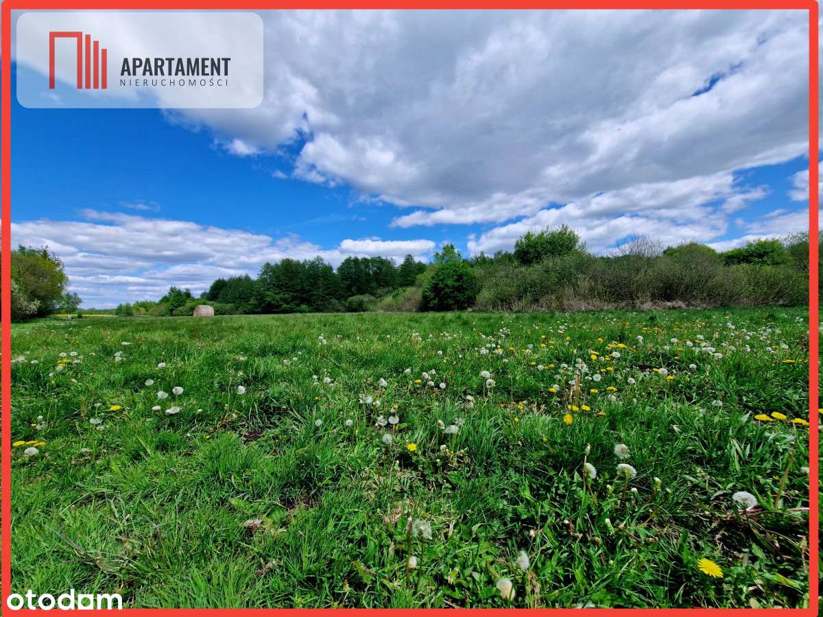 Duża działka, w niskiej cenie! Do negocjacji. - Pełny obrazek: 5/12