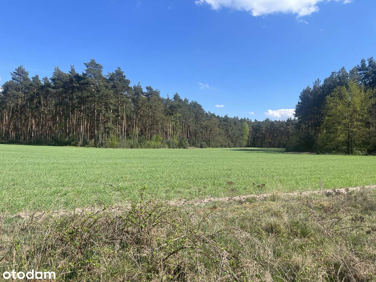 Działka budowlana z warunkami zabudowy w przy lesie - Pełny obrazek: 2/5