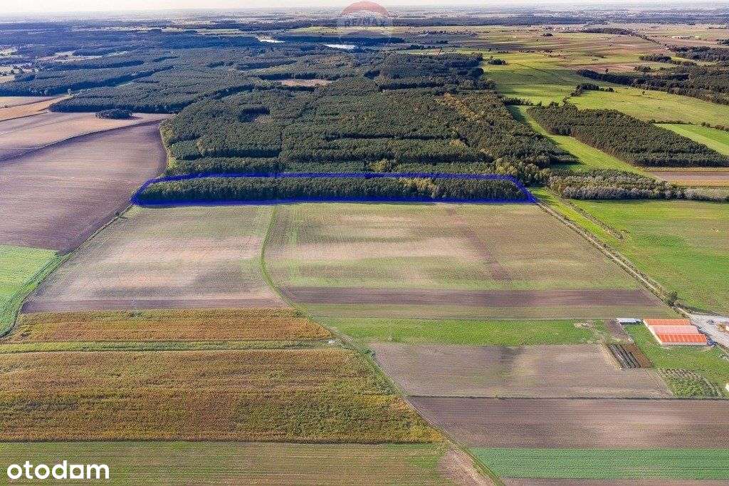 Las mieszany 3,8320 ha Zduny (7 km od Krotoszyna) - Pełny obrazek: 5/6