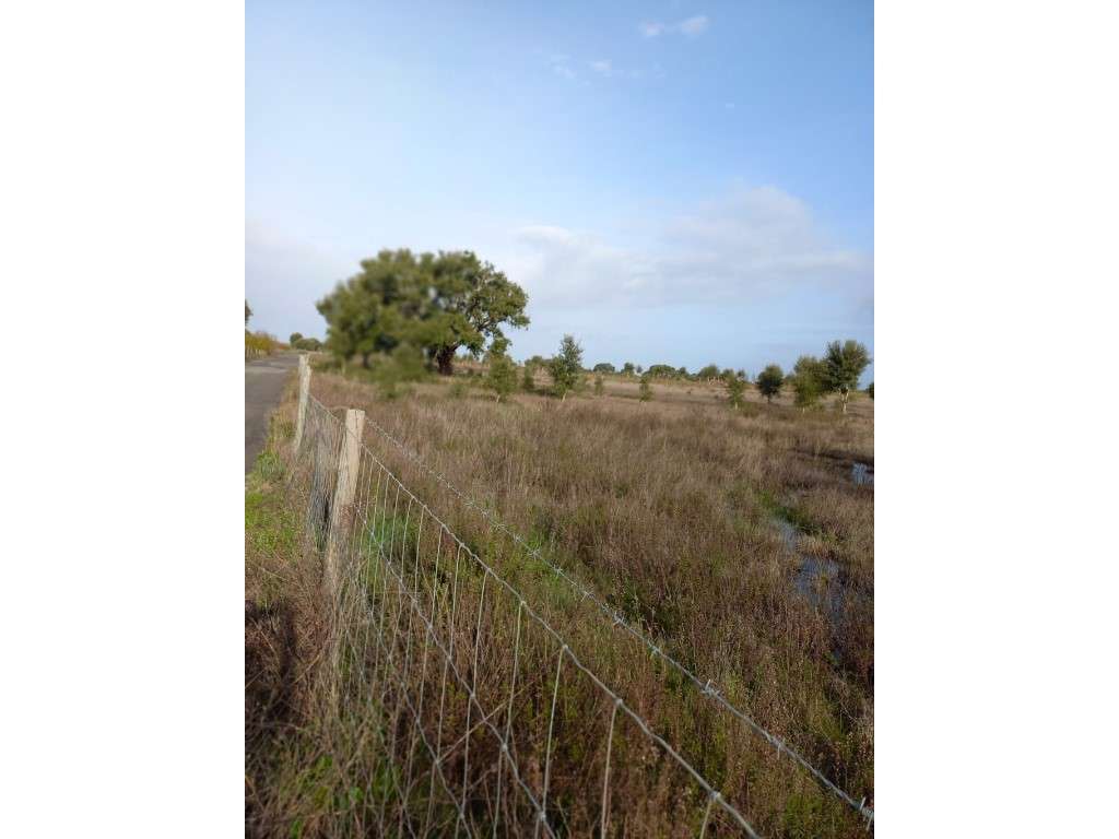 Terreno rústico em Grândola-4