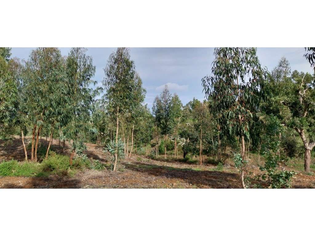 TERRENO RÚSTICO (9,3ha) - Grande imagem: 3/4