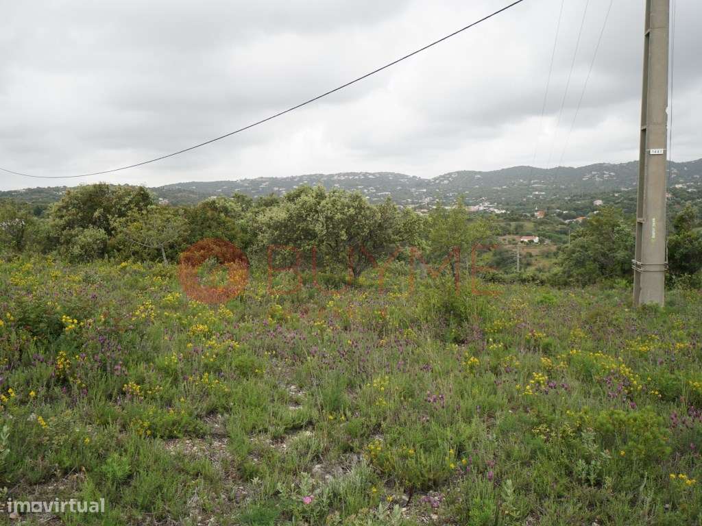 Terreno Rústico Privado em Estoi - Olival e Amendoal a 5 Minutos da... - Grande imagem: 4/4