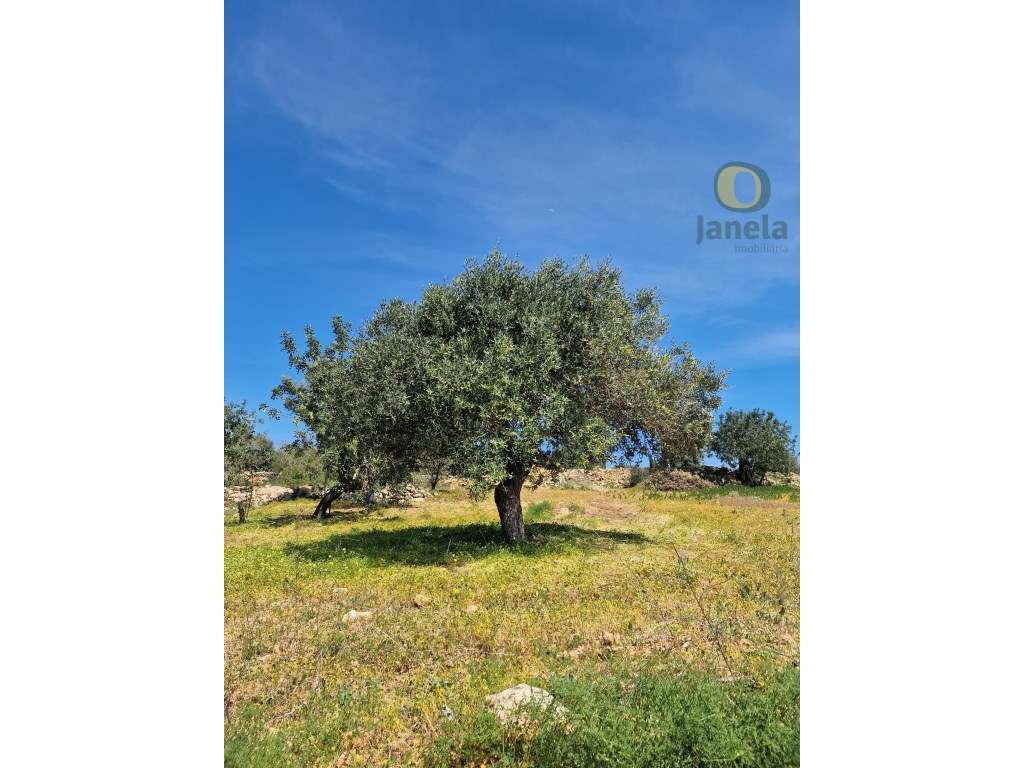 Terreno Rústico com vista mar - Grande imagem: 2/15