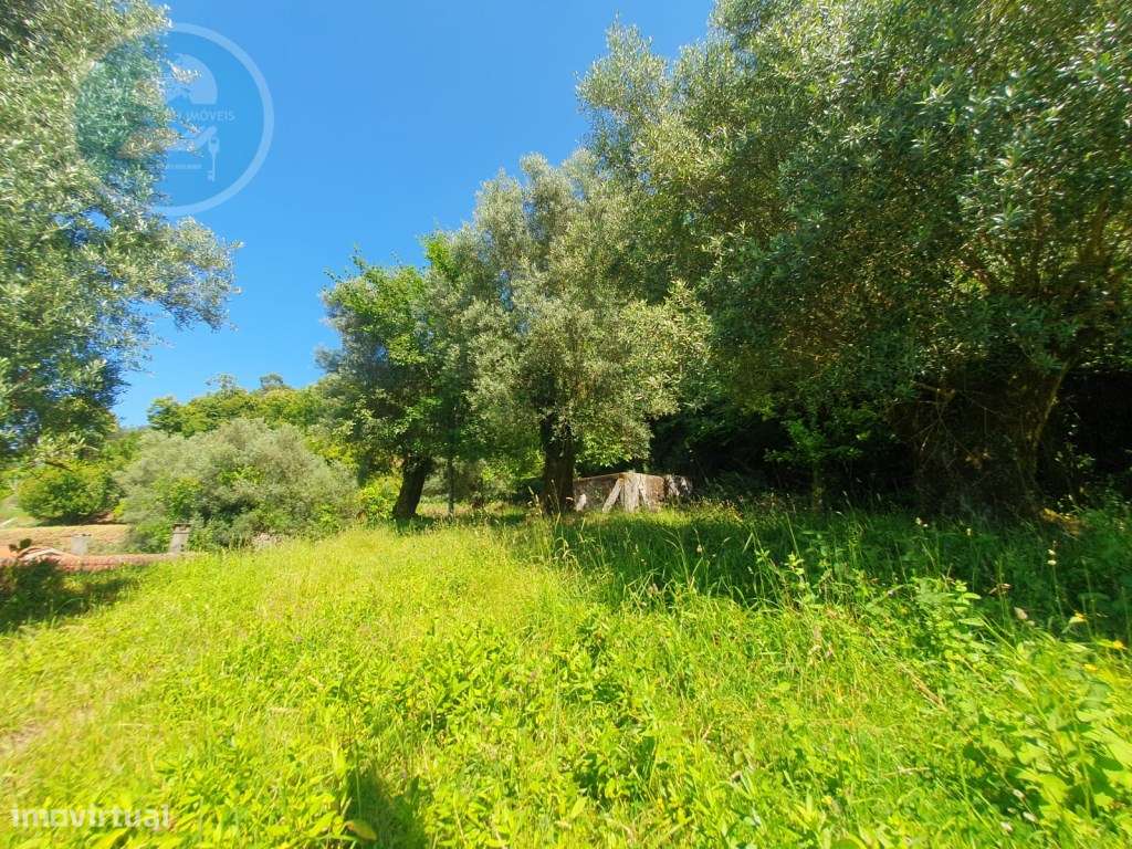 Quinta à venda para restauro em Arroteia freguesia de Rossas-44