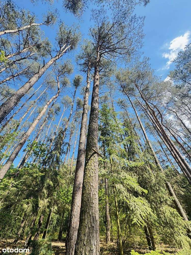 działka 2581m2 dom 100m2 w lesie-4