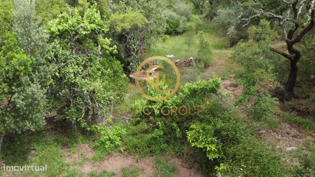 Quinta de 6 hectares perto de São Martinho das Amoreiras-15