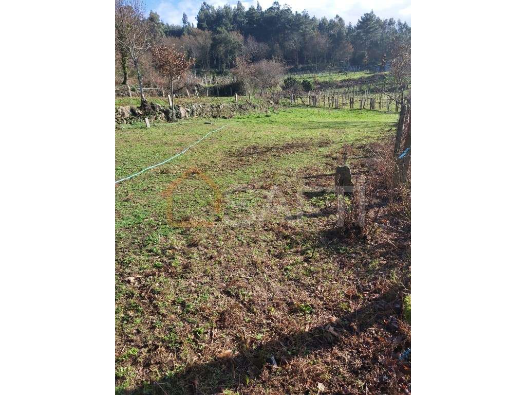 Excelente propriedade para a cultura de Vinho Alvarinho - Grande imagem: 5/9