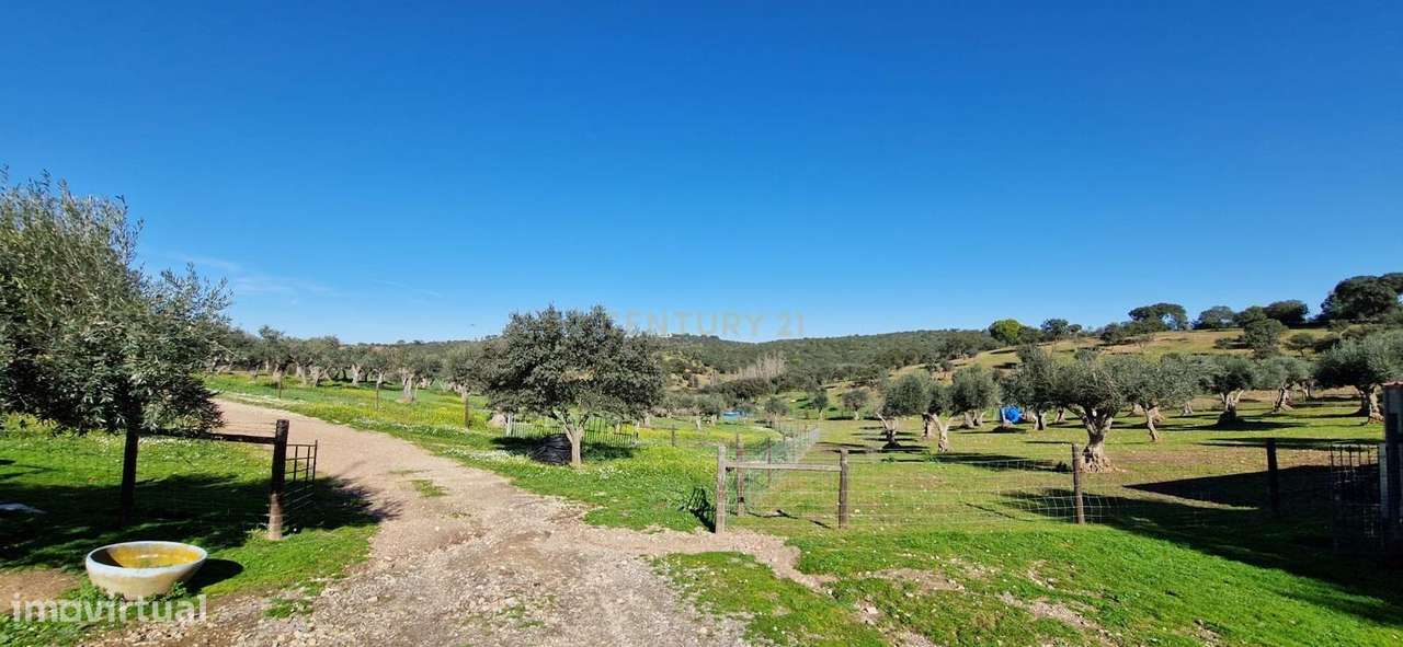 Herdade de 62 Hectares no Coração do Alentejo – Évora  - Agricultura --31