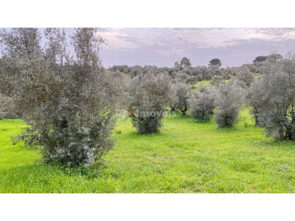 Terreno Rústico com 4520m²- Vales de Baixo, Torres Novas - Grande imagem: 4/22