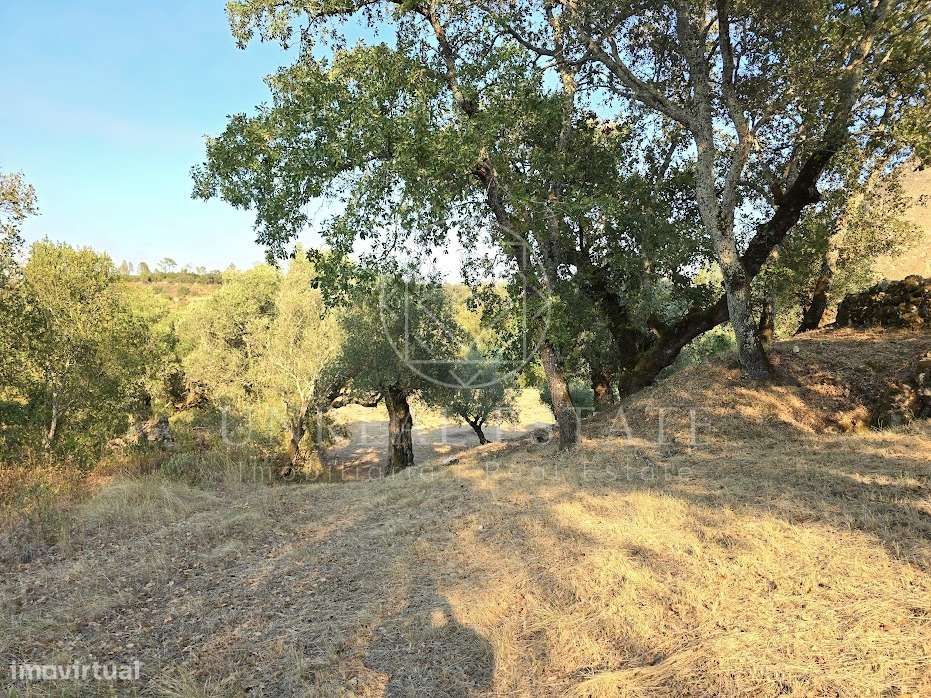 Terreno Misto  Venda em Torres Novas (São Pedro), Lapas e Ribeira Bran - Grande imagem: 5/19