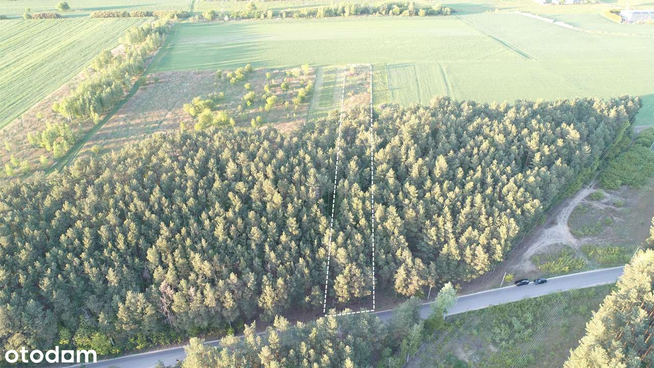 Działka Radzymin Cegielnia obok S8 budowlana z lasem 4506m - Pełny obrazek: 5/9