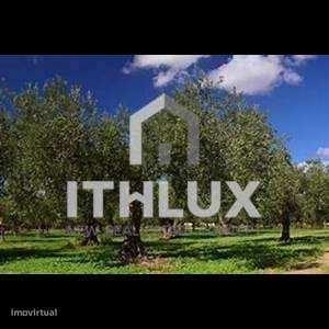 Olival tradicional sito na Calçadinha em Elvas - Portugal - Grande imagem: 4/15