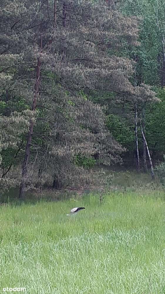 Działka na sprzedaż-1