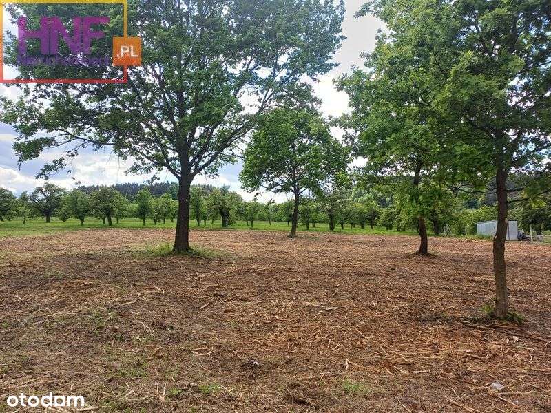 działka budowlana 23ar Czarny Potok gm.Łącko - Pełny obrazek: 4/13