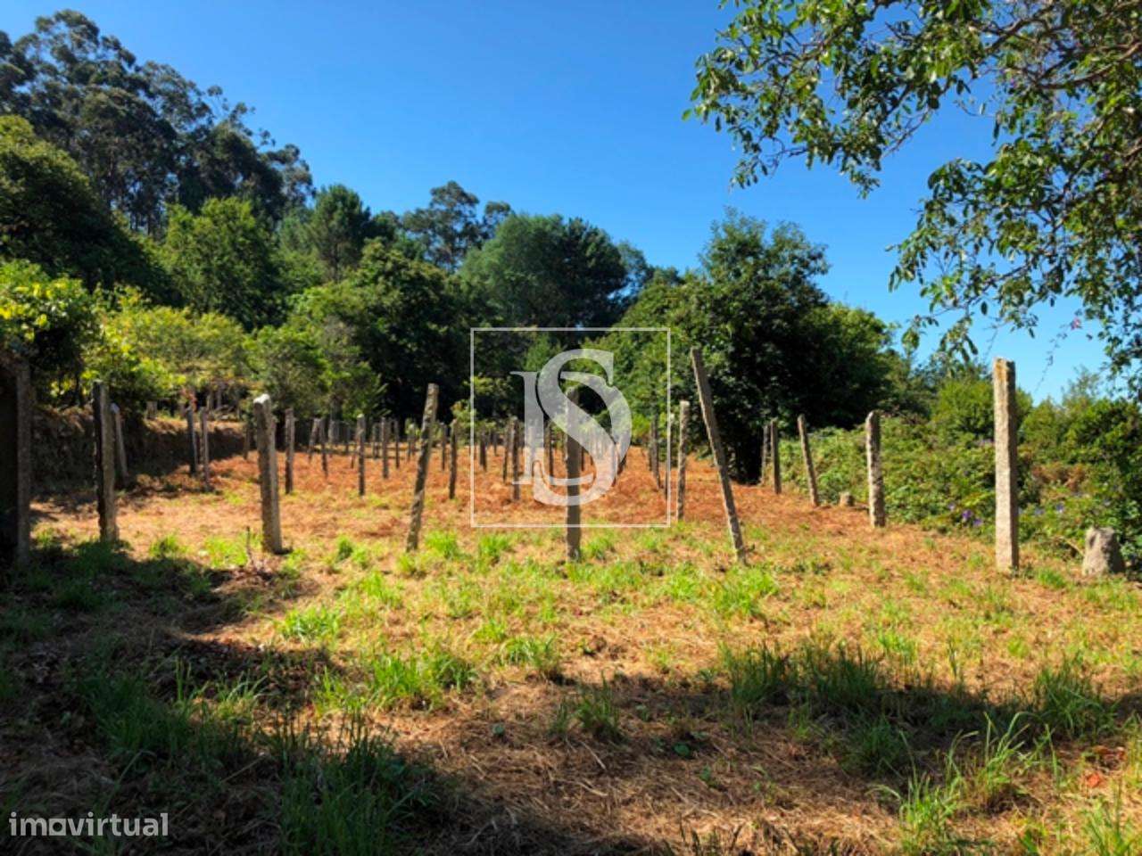 Quinta (Com Moradia T4) em Seixas - Grande imagem: 4/11