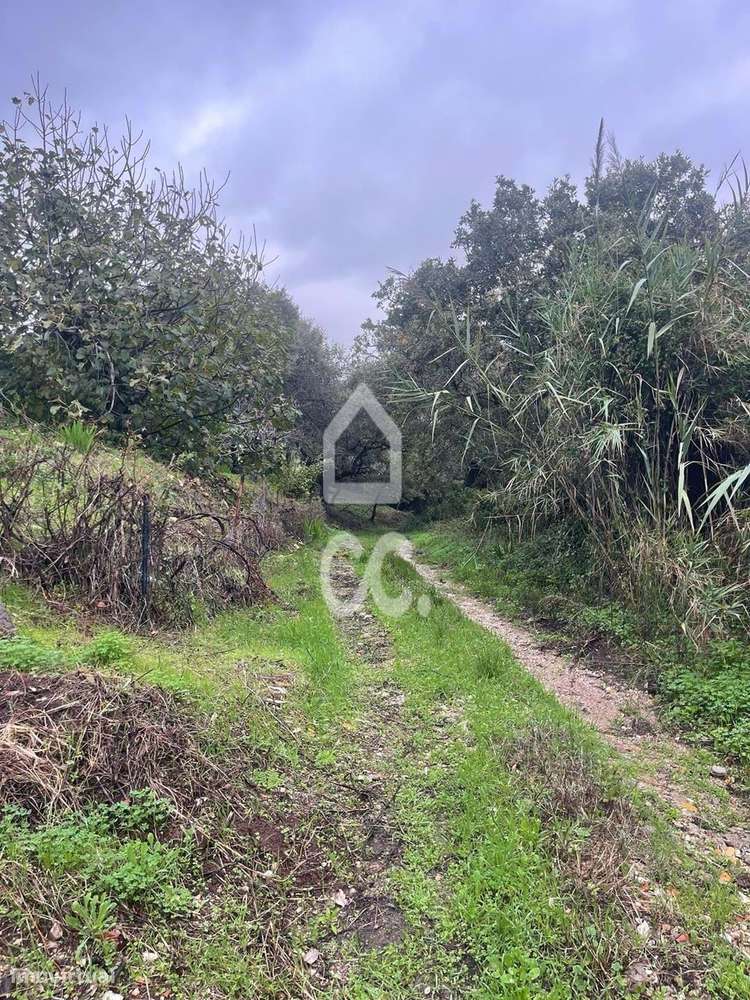 Terreno com poço legalizado e várias árvores de fruto-10