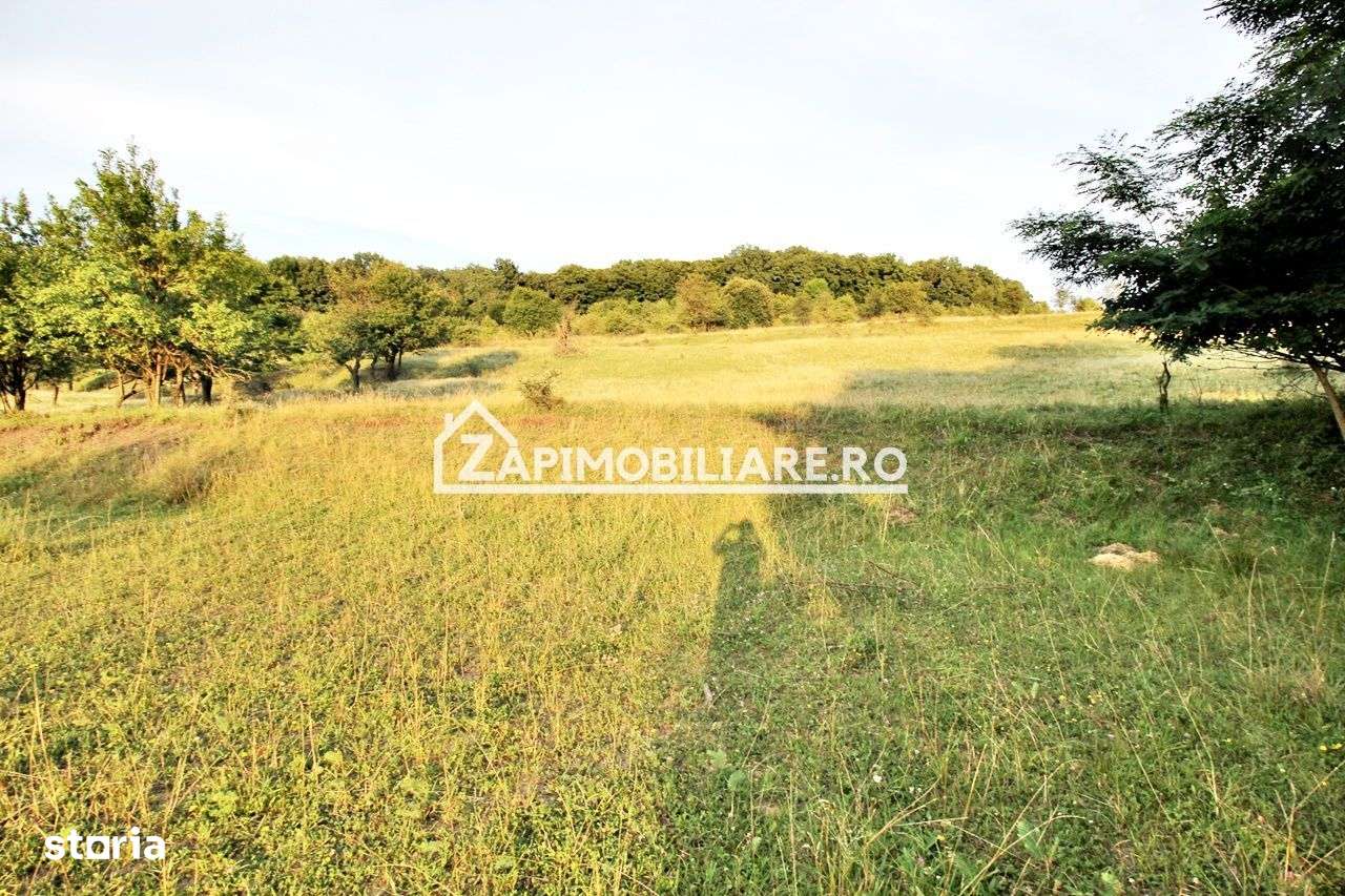 Teren Intravilan,5.000mp cu utilităti si proiect casă 12e mp - Imagine principală: 5/9