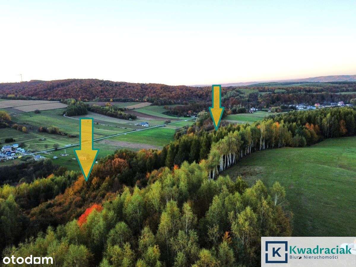 Duże działki leśne w m. Wolica - Pełny obrazek: 4/7