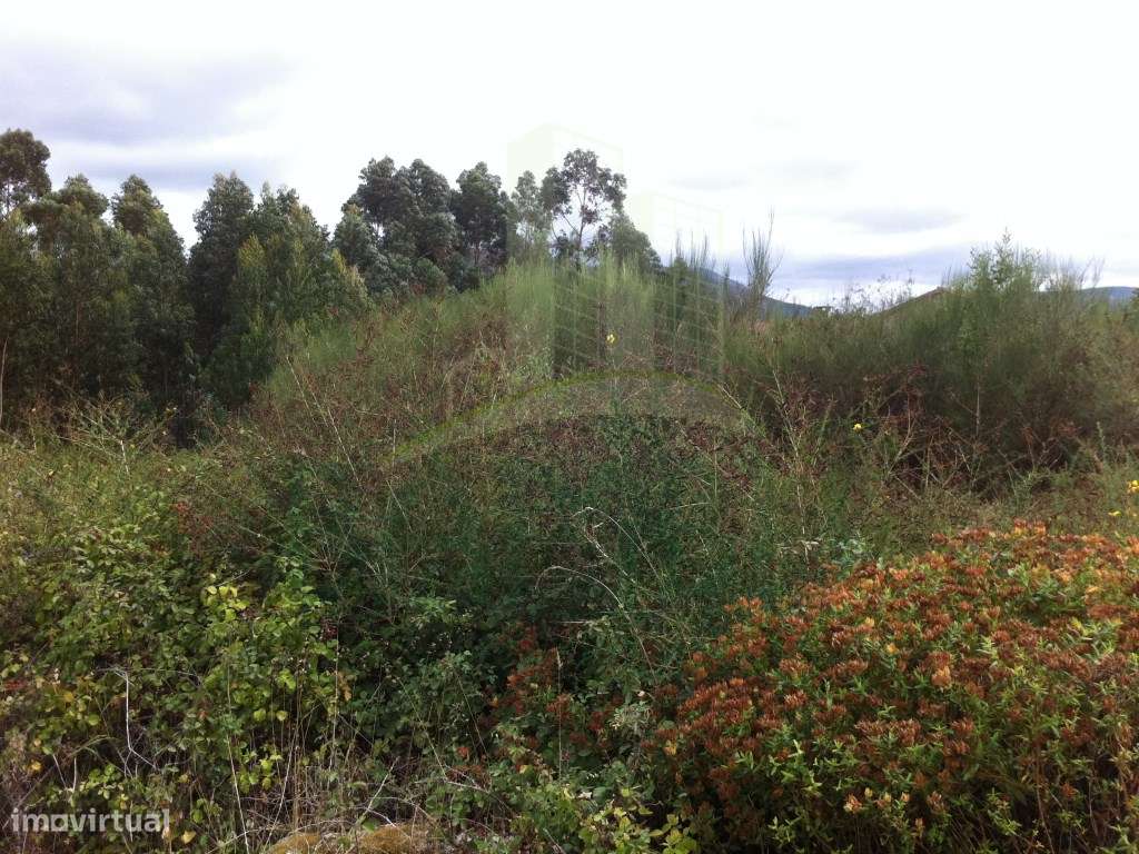 Terreno com 2.300m2 em Vilar de Mouros - Grande imagem: 5/7