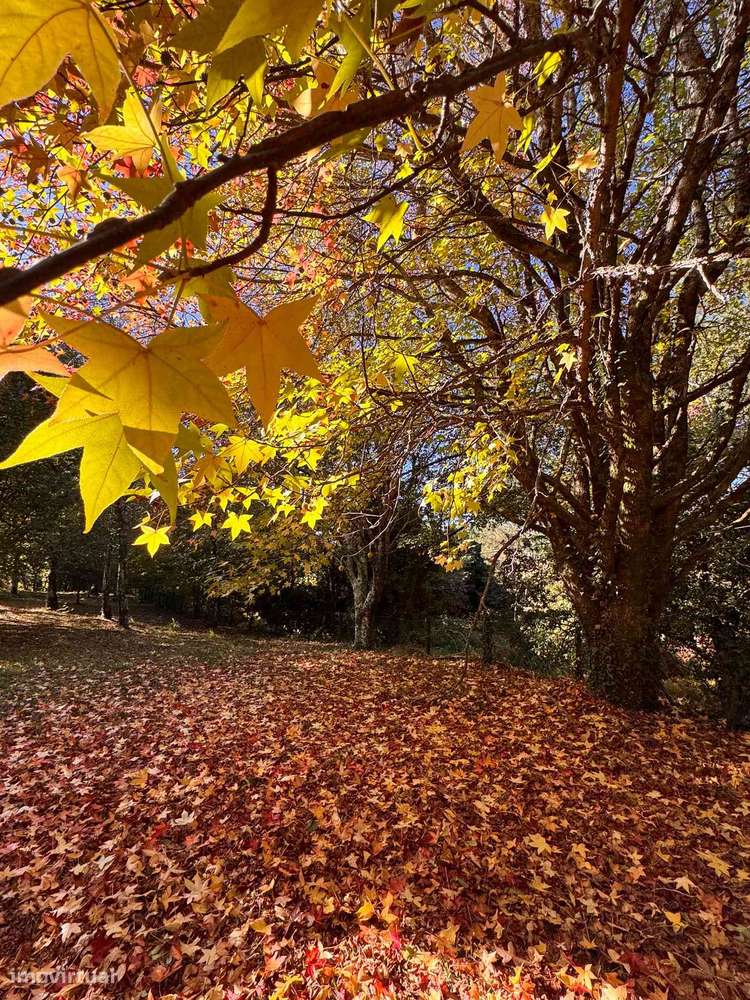 Casa de Aldeia em Gondar - Grande imagem: 5/54