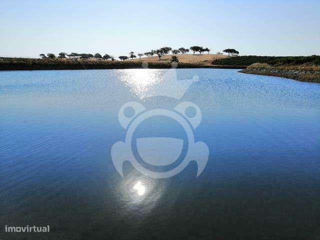 Pomar - 15 ha (romã e alfarroba) - NOVO PREÇO!! - Grande imagem: 2/33