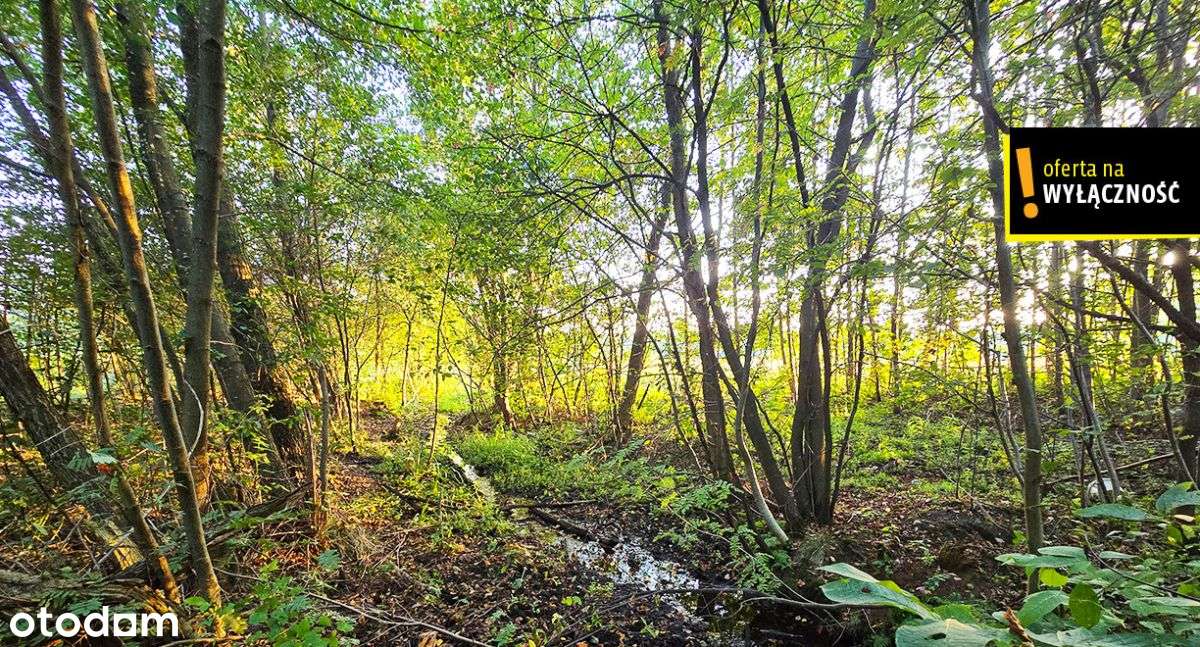 Działka 83 ary- pod siedlisko w sercu natury - Pełny obrazek: 4/9