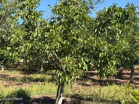 Terreno em zona Urbana com Cerca de 5.000 m² à Venda | Baixa de Pal...-10