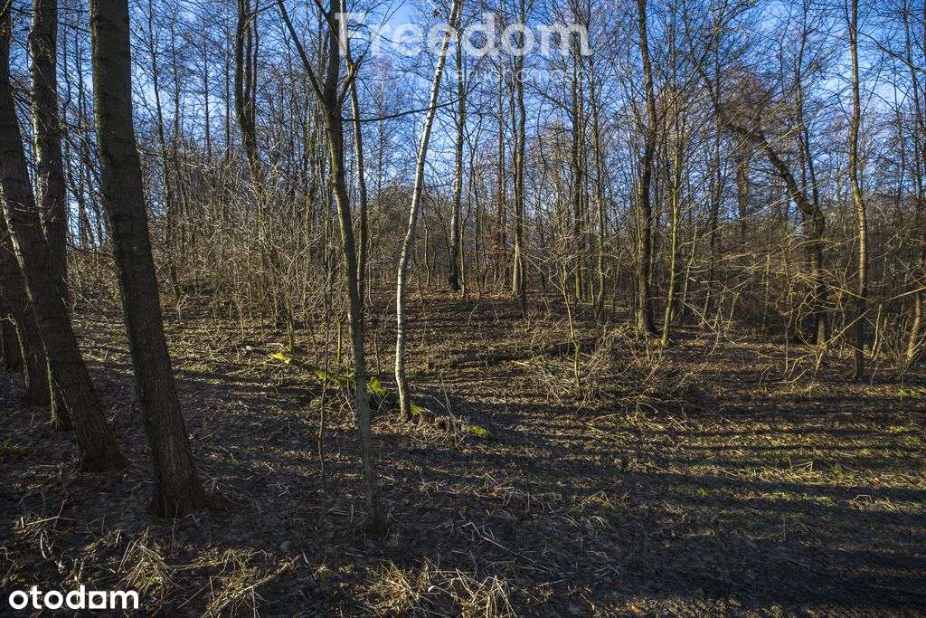 Zadrzewiona działka z widokiem – Błędowa Tycz-12