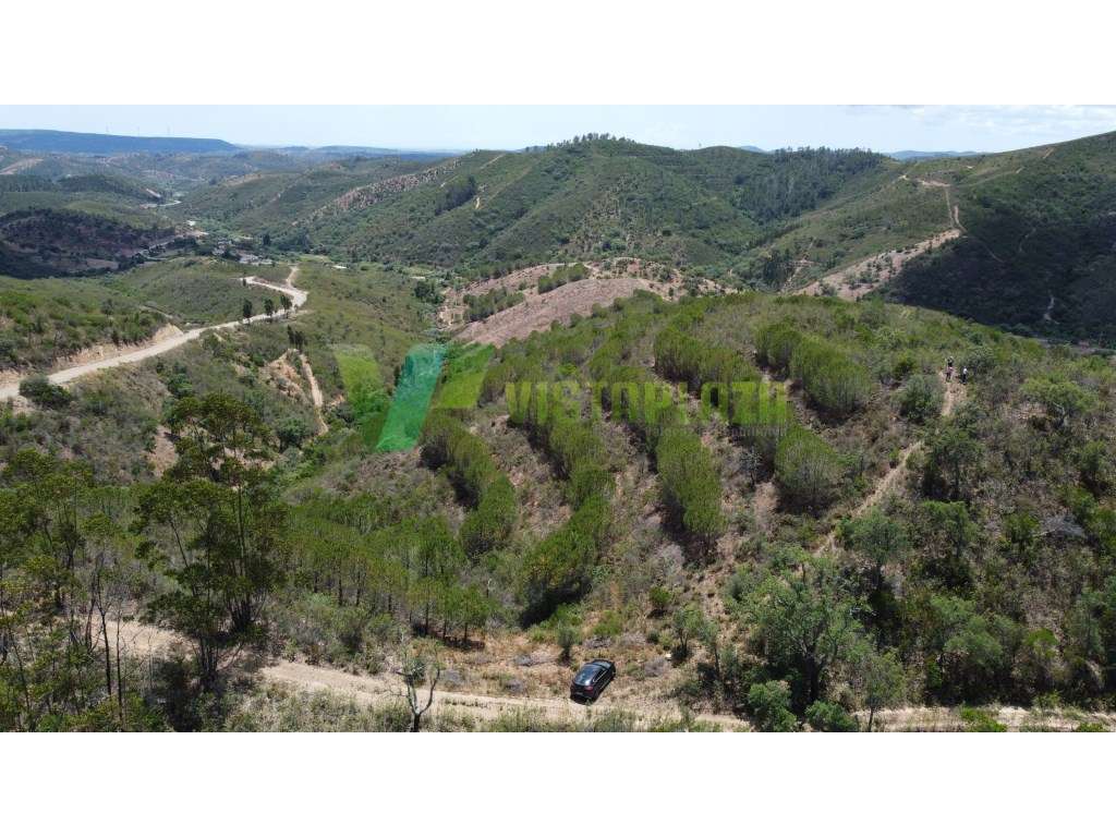 Terreno Rustico, Com Pinheiros, São Bartolomeu de Messines - Grande imagem: 4/16