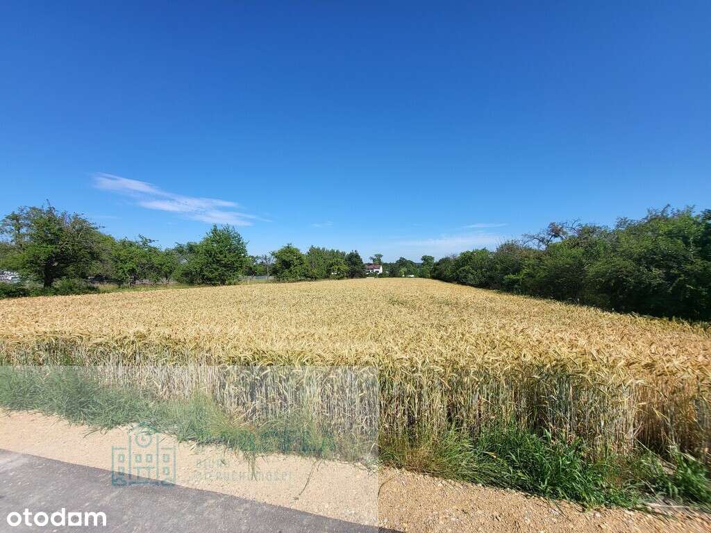 Duża działka 10 km od Radomska - Pełny obrazek: 2/6