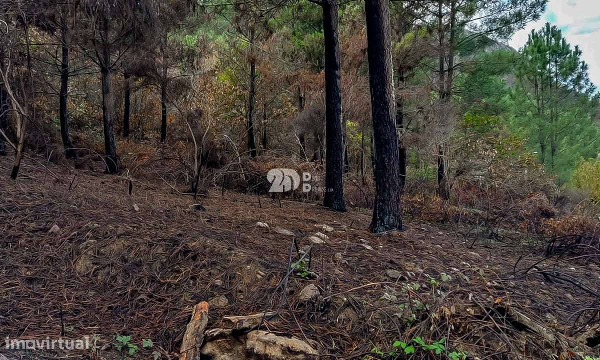 Terreno 8835m² - Távora-6