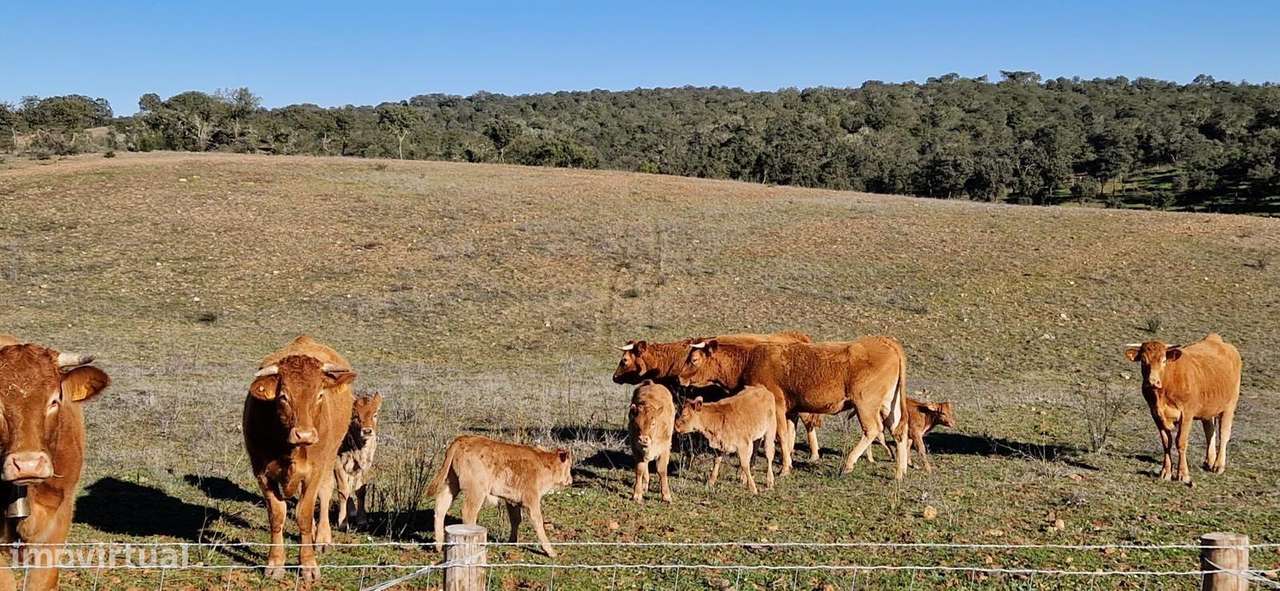 Herdade de 62 Hectares no Coração do Alentejo – Évora  - Agricultura --18