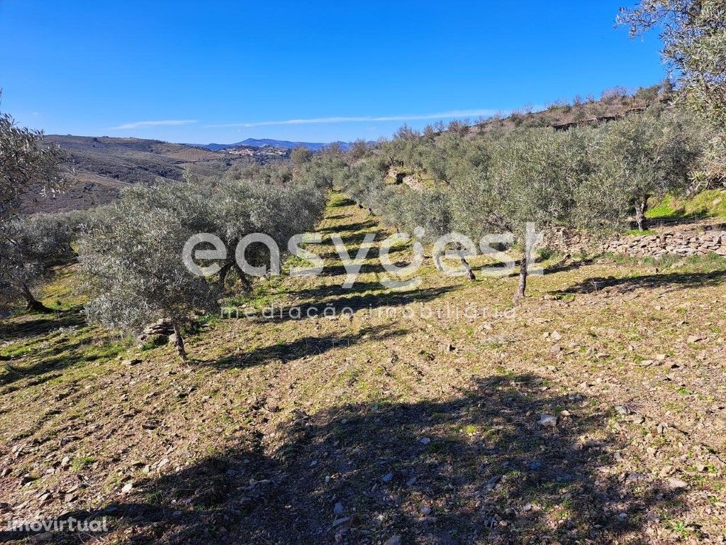 Terreno Rústico com plantação de olival em Adeganha, Torr...
