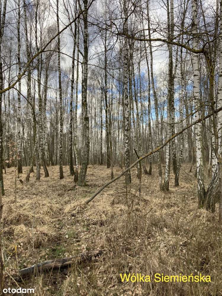 6 działek - Grunty orne -  Lasy - łąki - Pełny obrazek: 4/8