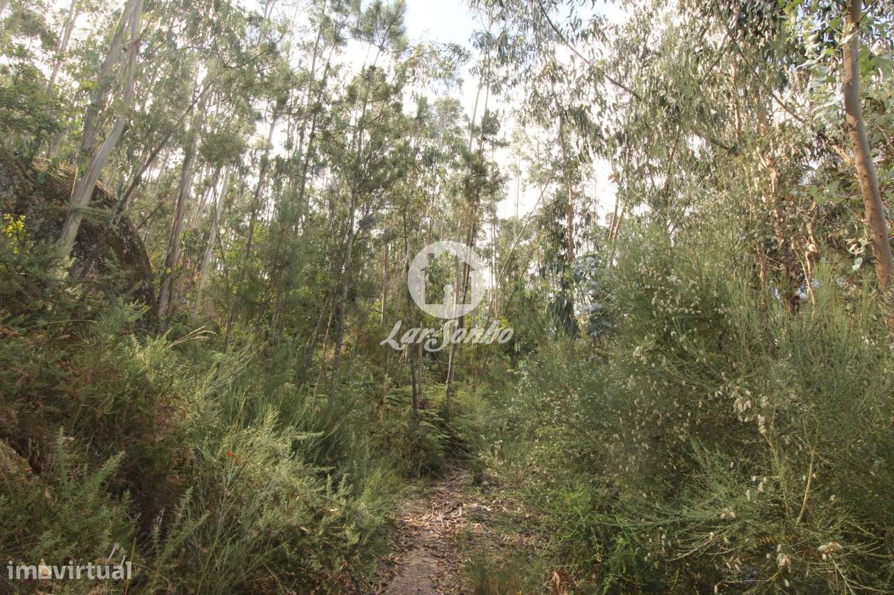 Terreno para plantação Borba, Celorico de Basto - Grande imagem: 2/3