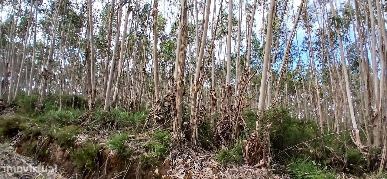 Terreno Rústico em Escariz, Vila Verde - Oportunidade Única - Grande imagem: 3/14