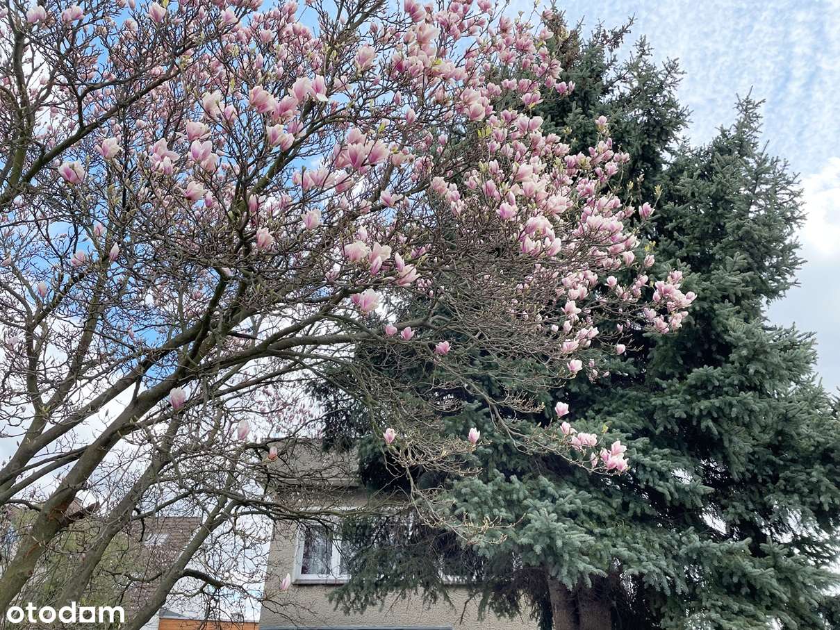 Biskupin, wolnostojący, duża działka-2