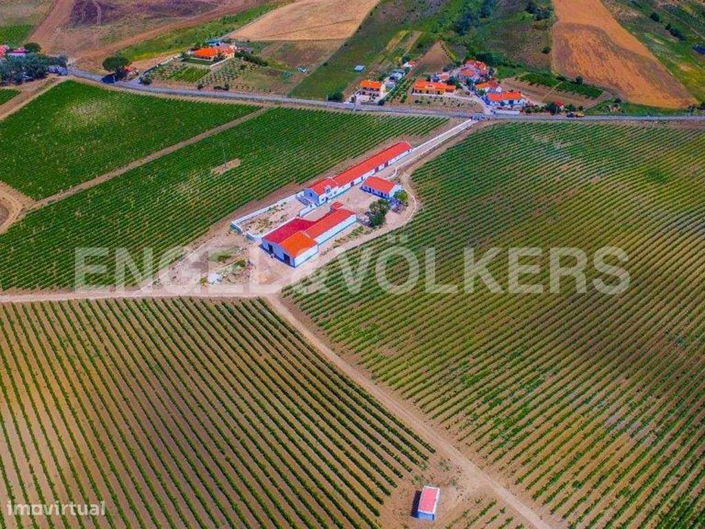 Vinha a norte de Lisboa - Grande imagem: 5/36