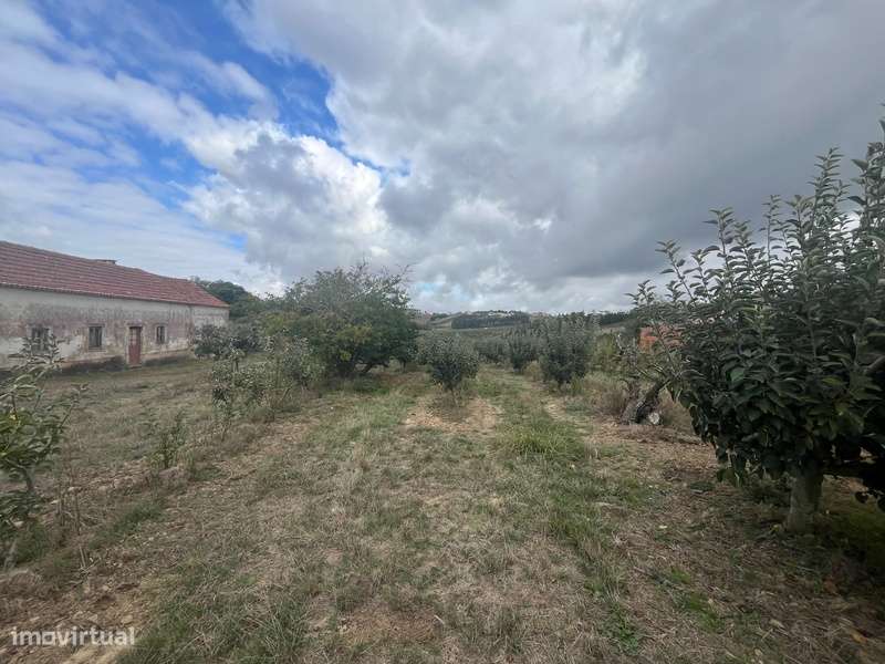 Moradia e Pomar em Carvalhal, Bombarral -  9 670 m² - Grande imagem: 5/25